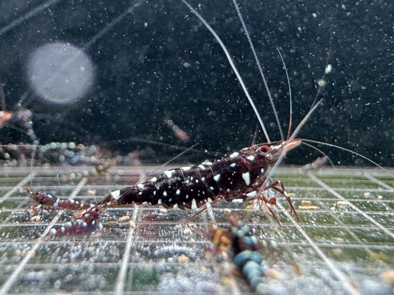 Galaxy - Sulawesi - Caridina Dennerli - Ảnh 11