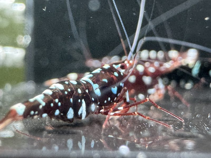 Galaxy - Sulawesi - Caridina Dennerli - Ảnh 21
