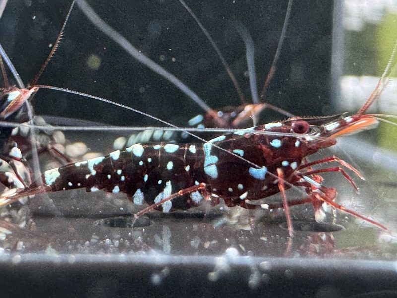 Galaxy - Sulawesi - Caridina Dennerli - Ảnh 17