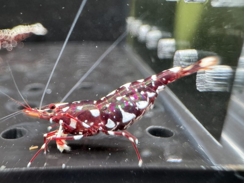 Galaxy - Sulawesi - Caridina Dennerli - Ảnh 8