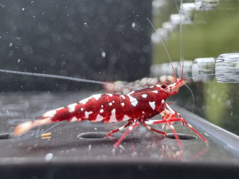 Galaxy - Sulawesi - Caridina Dennerli - Ảnh 22