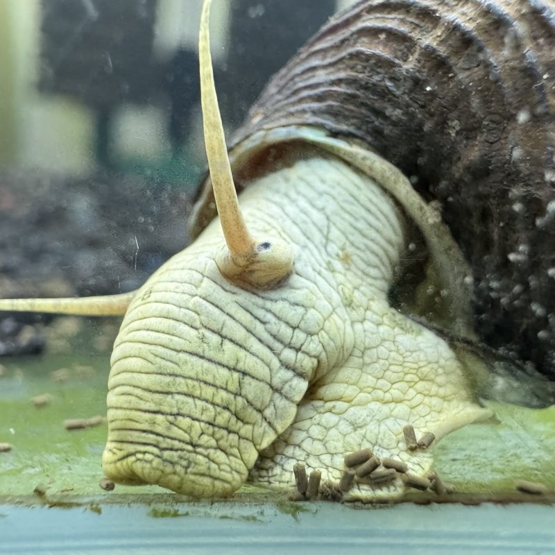 Ốc Sula Vàng - Yellow Sulawesi Snail - Yellow Poso Snail