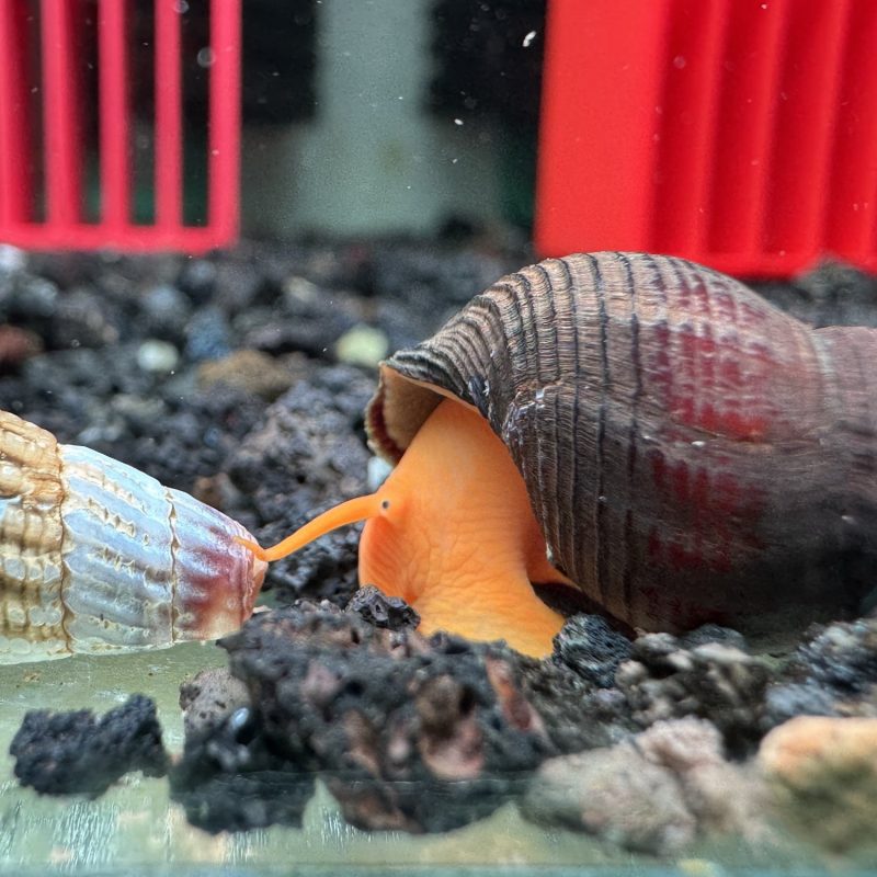Ốc Sula Cam - Orange Sulawesi Snail - Orange Poso Snail
