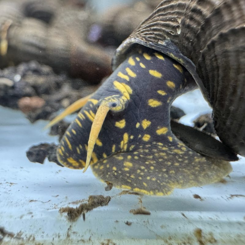 Ốc Sula Đốm Vàng - Yellow Spotted Sulawesi Snail - Yellow Spotted Poso Snail