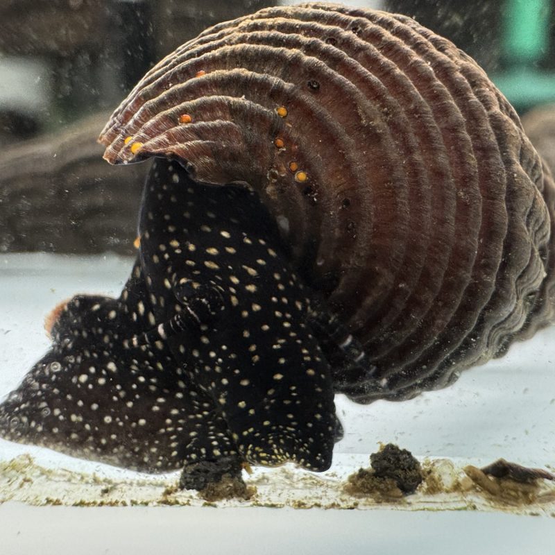 Ốc Sula Chấm Trắng - White Dot Sulawesi Snail - White Spotted Rabbit Snail