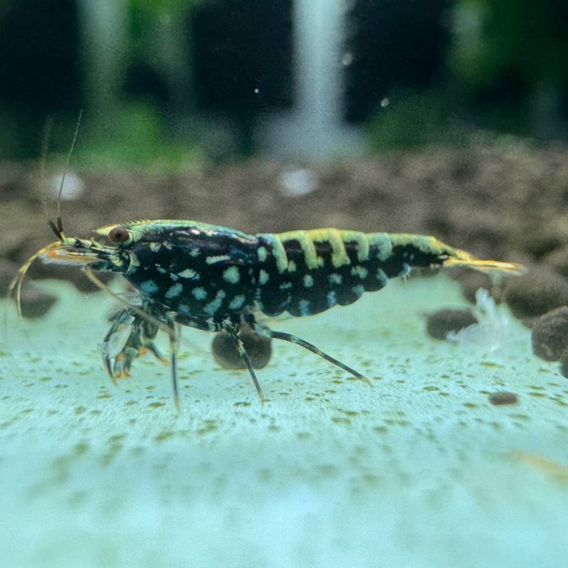 Black Galaxy Fishbone Snowflake G2 shrimp trio - side profile close-up