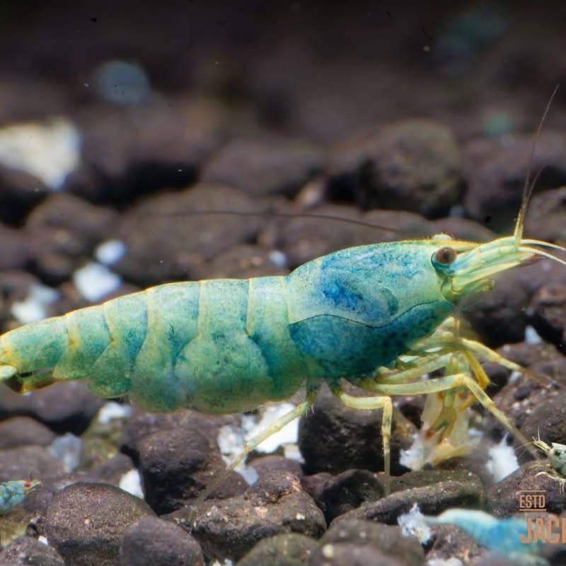 Extreme Blue Bolt Orange Base Taiwan Bee Caridina - Tép cảnh cao cấp Jack Shrimp Farm
