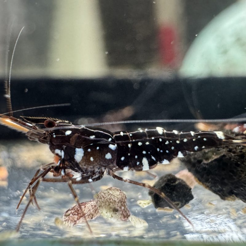 Galaxy Common - Sulawesi - Caridina Dennerli