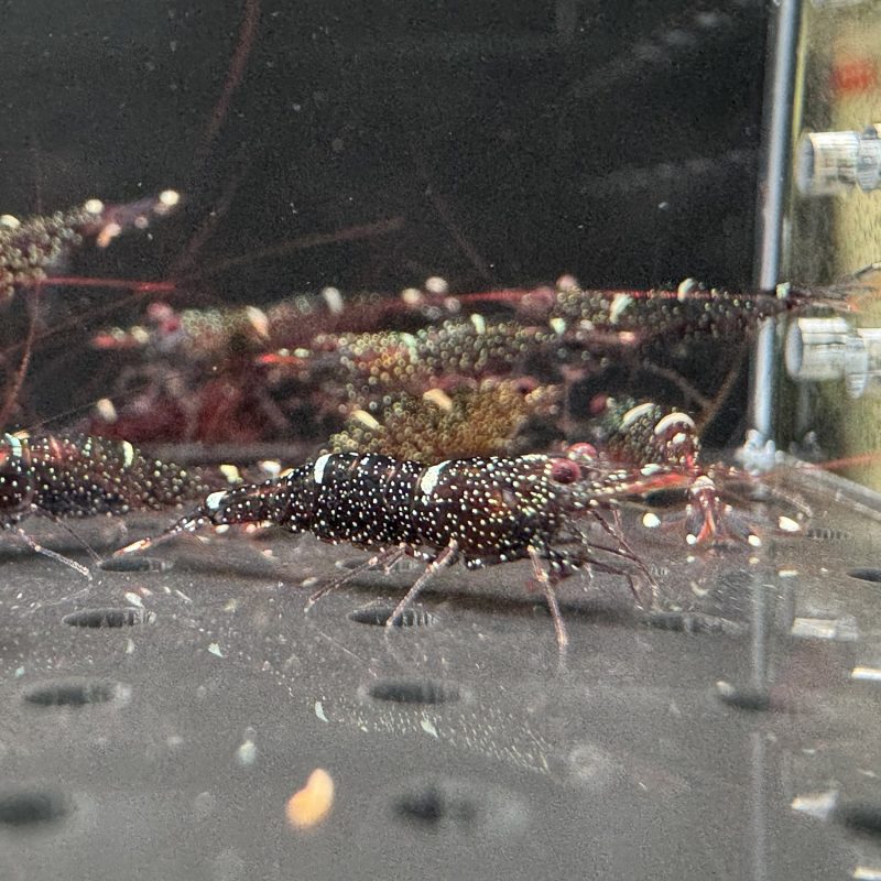 Mini Blue - Sulawesi - Caridina Loehae