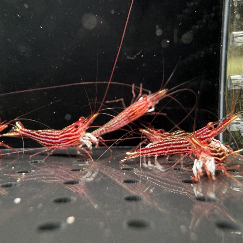 Red Line - Sulawesi - Caridina Striata