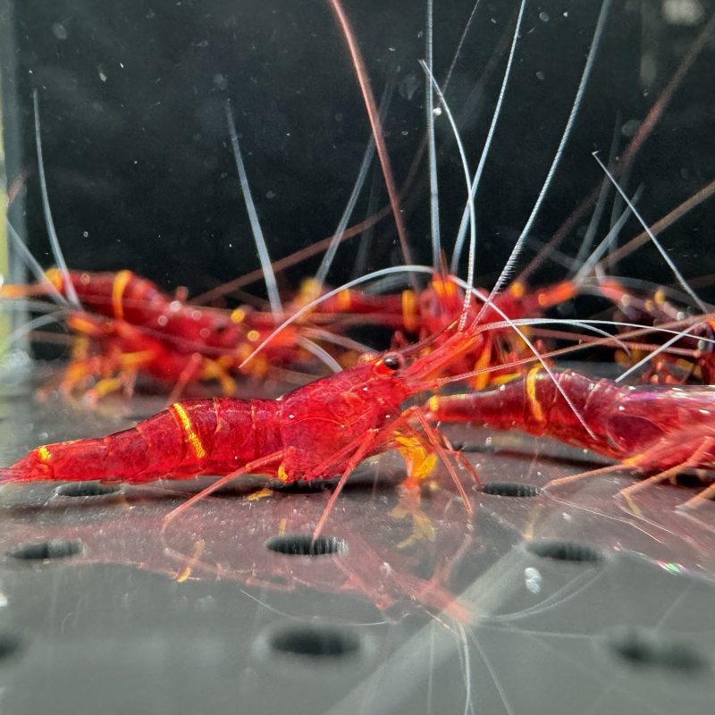 Yellow Strip - Sulawesi - Caridina Spinata
