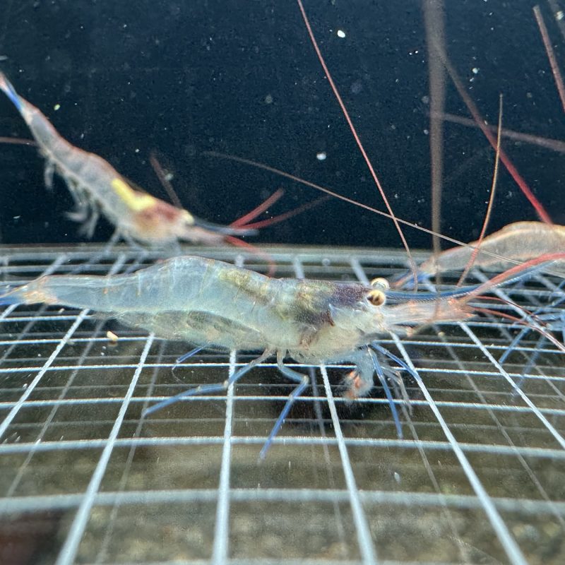 Blue Legs Poso - Sulawesi - Caridina Caerulea