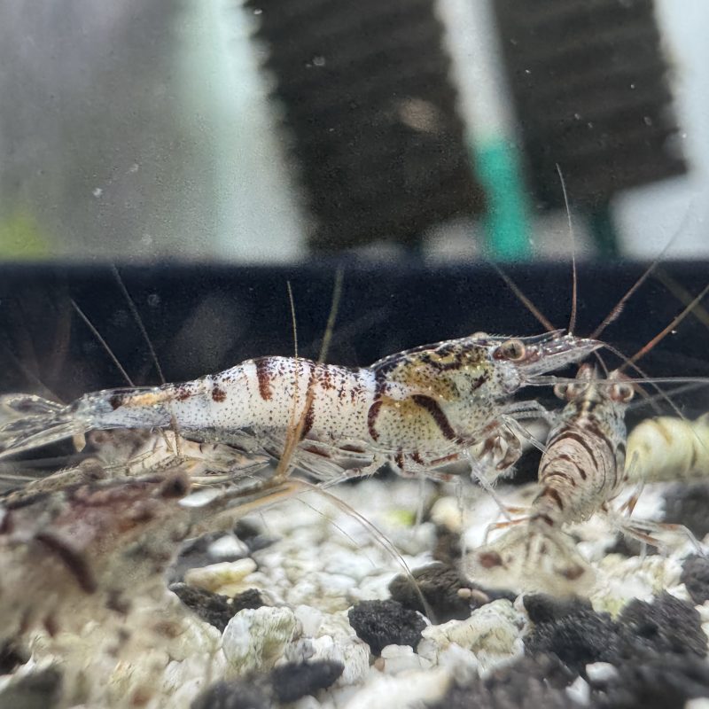 Snow White - Sulawesi - Caridina sp.