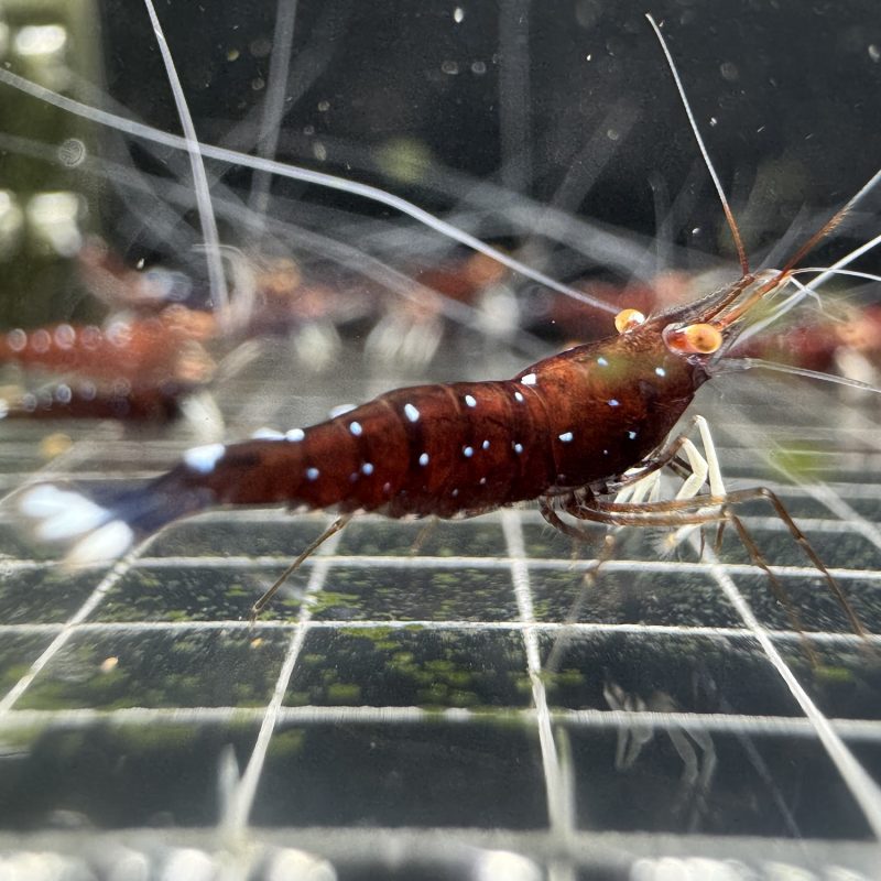 White Socks Orange Eyes - Sulawesi - Caridina Dennerli OE - Chân Trắng Mắt Cam