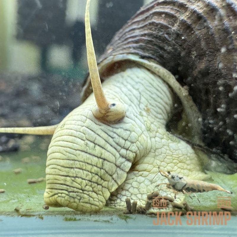 Ốc Sula Vàng - Yellow Sulawesi Snail - Yellow Poso Snail