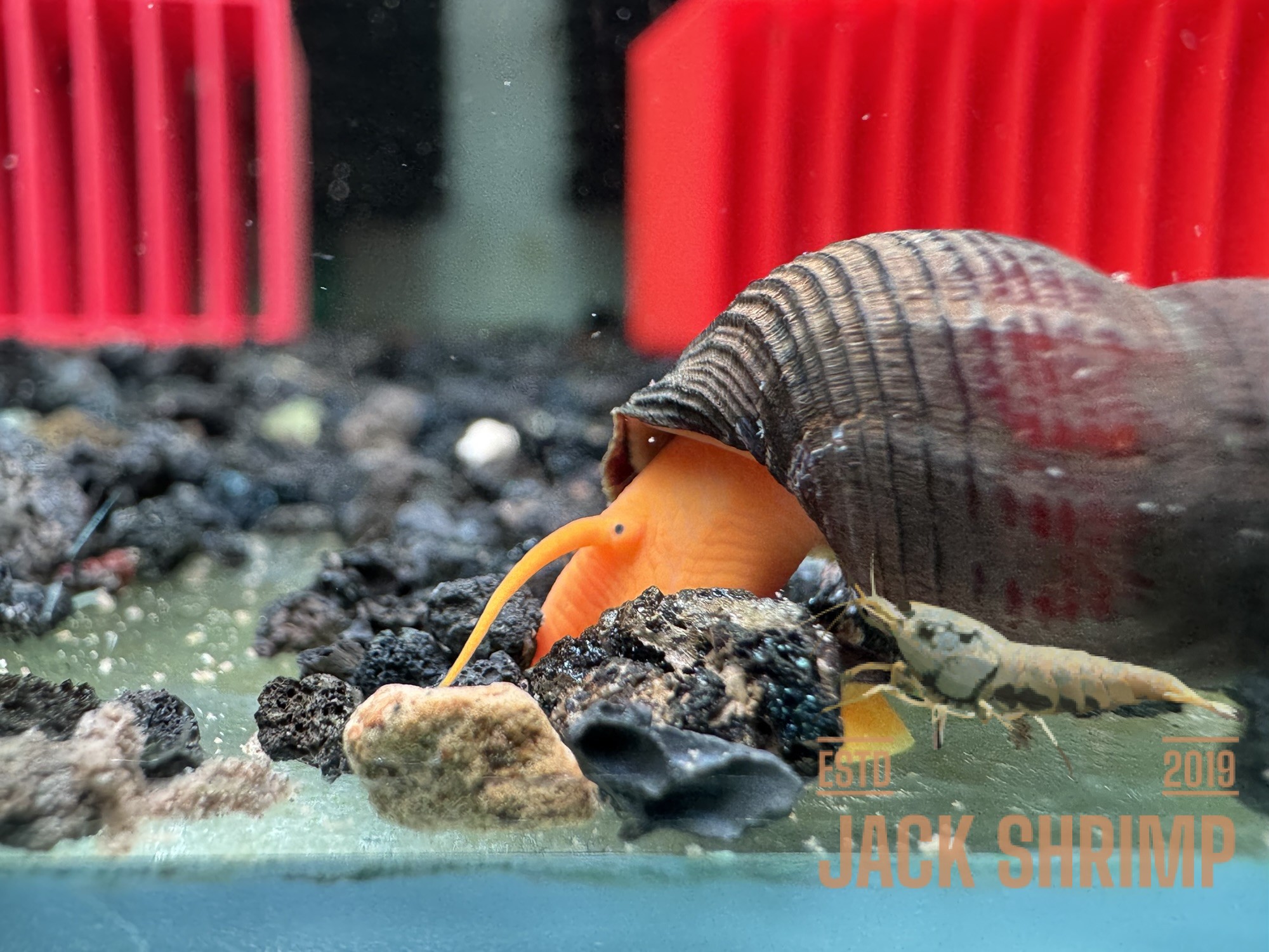 Ốc Sula Cam - Orange Sulawesi Snail - Orange Poso Snail - Ảnh 5