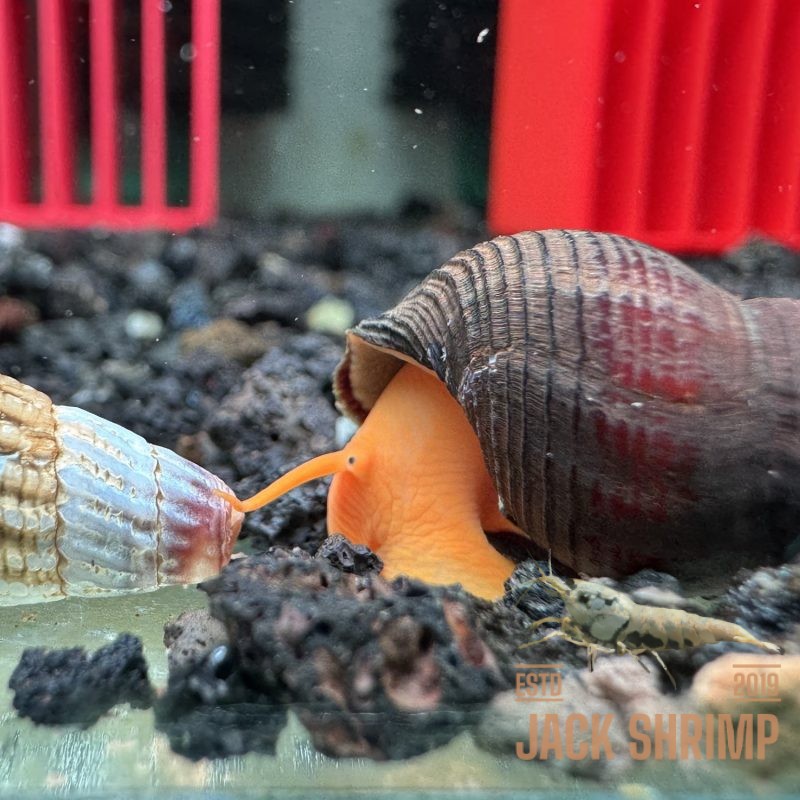 Ốc Sula Cam - Orange Sulawesi Snail - Orange Poso Snail
