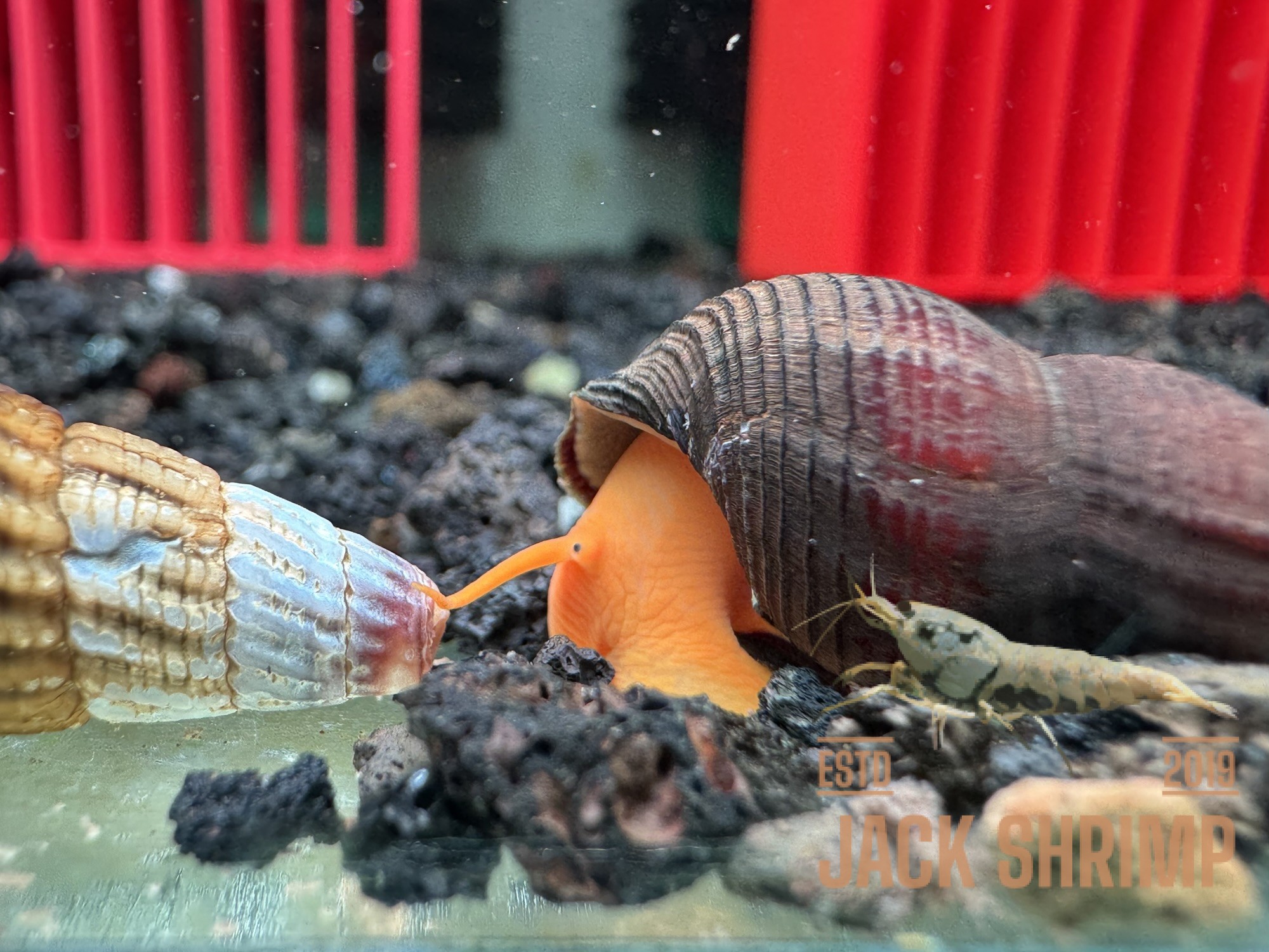 Ốc Sula Cam - Orange Sulawesi Snail - Orange Poso Snail