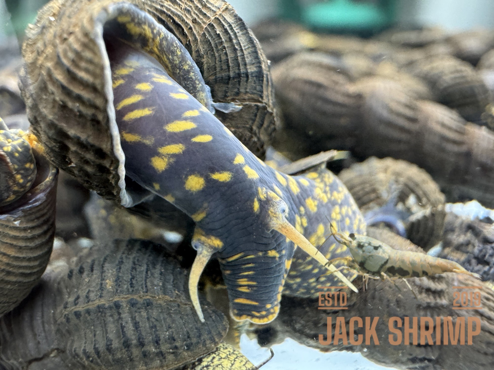 Ốc Sula Đốm Vàng - Yellow Spotted Sulawesi Snail - Yellow Spotted Poso Snail - Ảnh 2