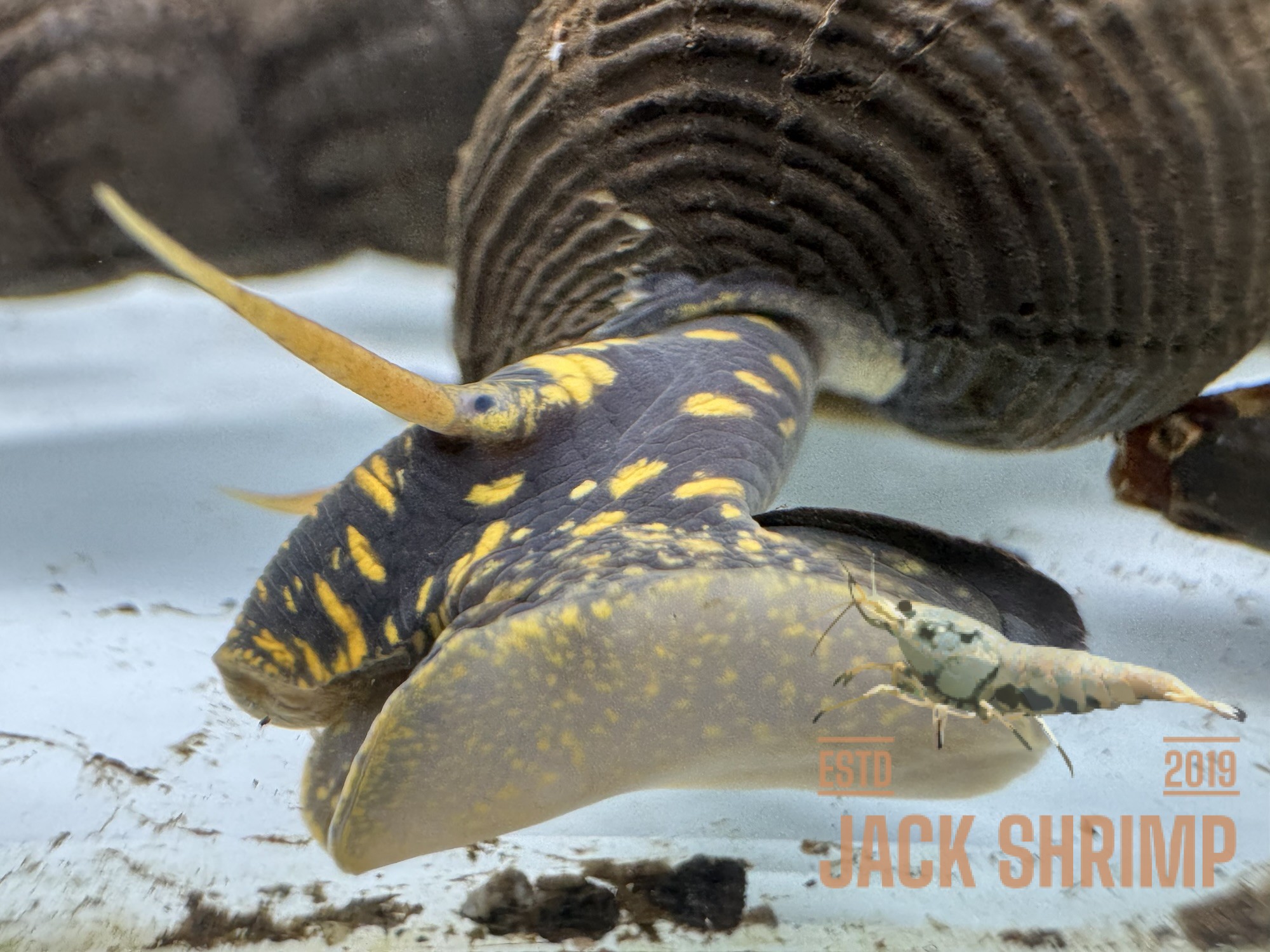 Ốc Sula Đốm Vàng - Yellow Spotted Sulawesi Snail - Yellow Spotted Poso Snail - Ảnh 4