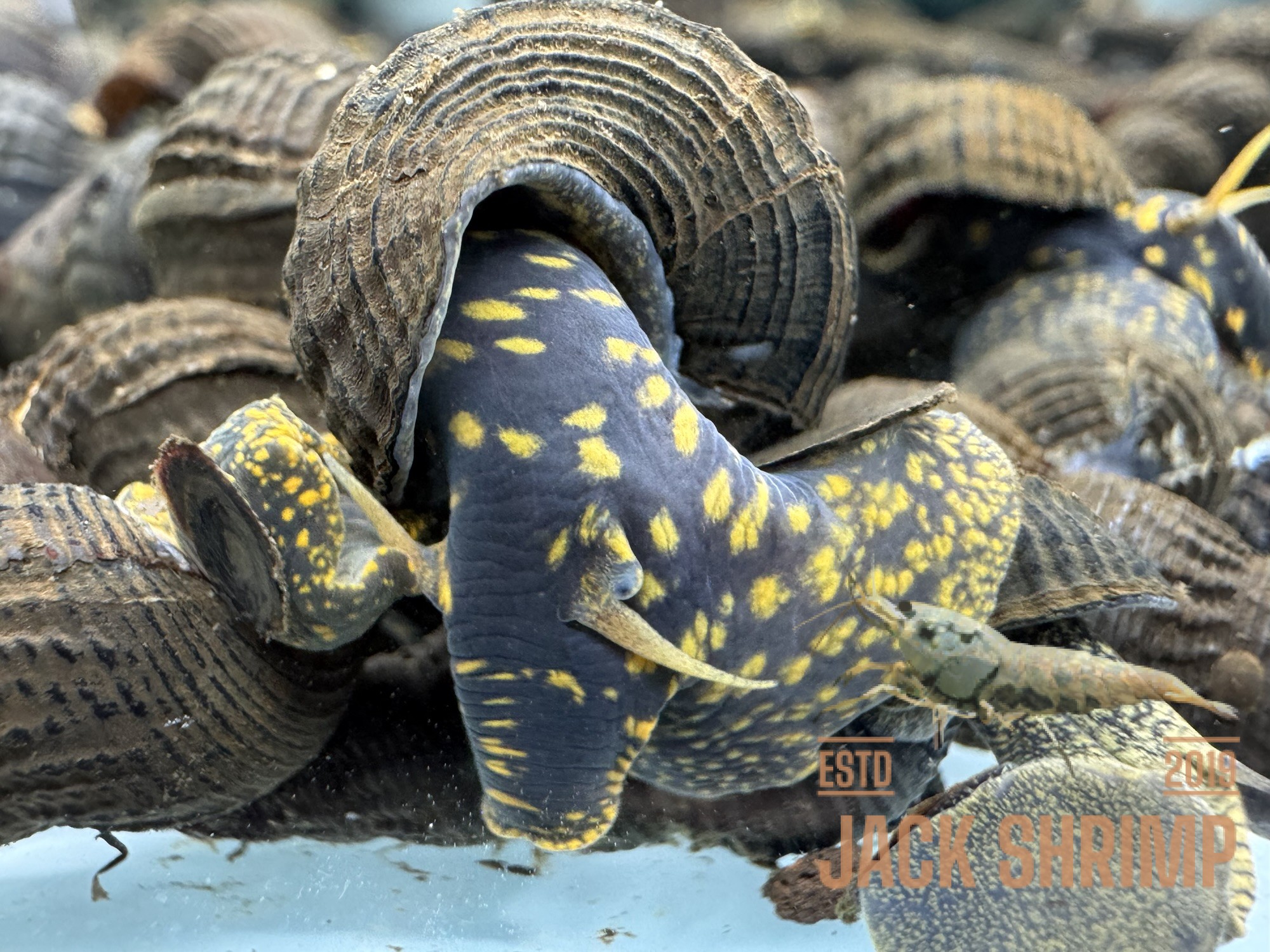 Ốc Sula Đốm Vàng - Yellow Spotted Sulawesi Snail - Yellow Spotted Poso Snail - Ảnh 6
