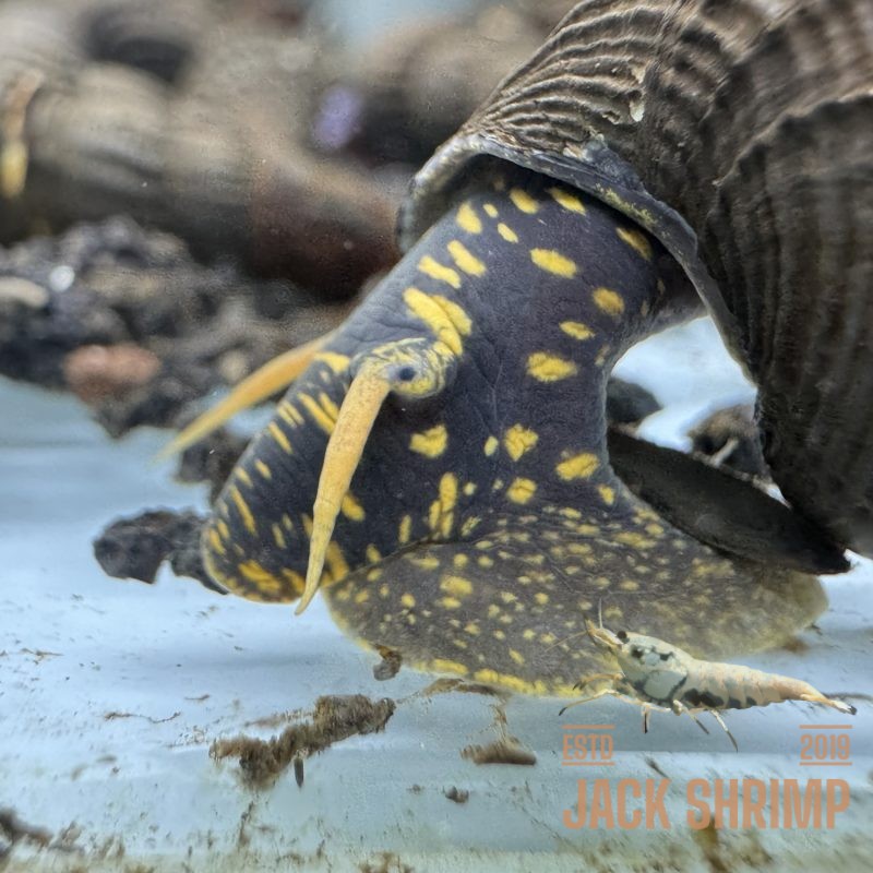 Ốc Sula Đốm Vàng - Yellow Spotted Sulawesi Snail - Yellow Spotted Poso Snail