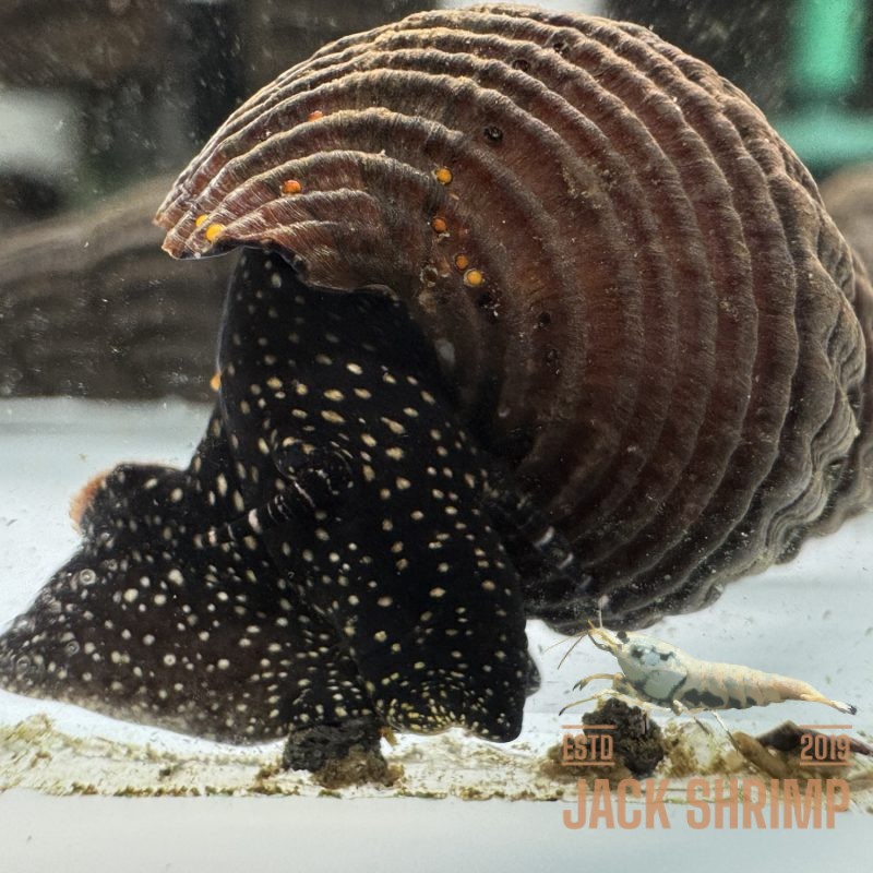 Ốc Sula Chấm Trắng - White Dot Sulawesi Snail - White Spotted Rabbit Snail