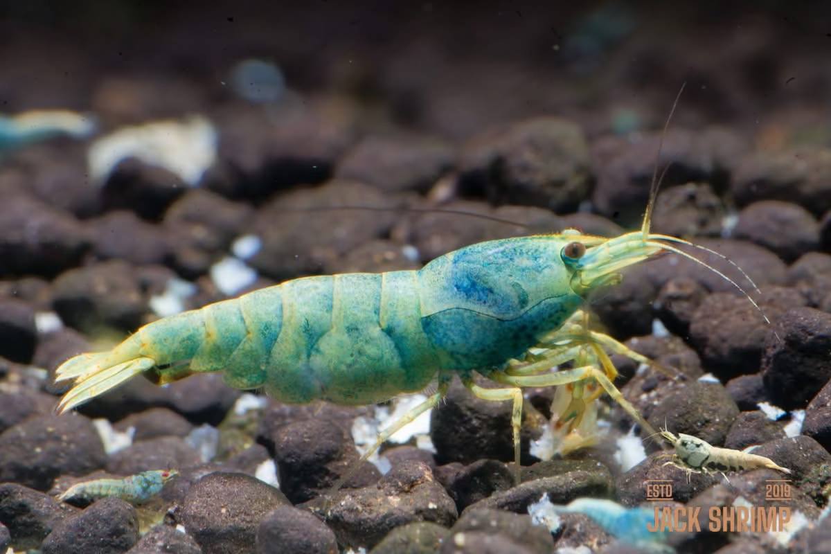 Extreme Blue Bolt Orange Base Taiwan Bee Caridina - Tép cảnh cao cấp Jack Shrimp Farm