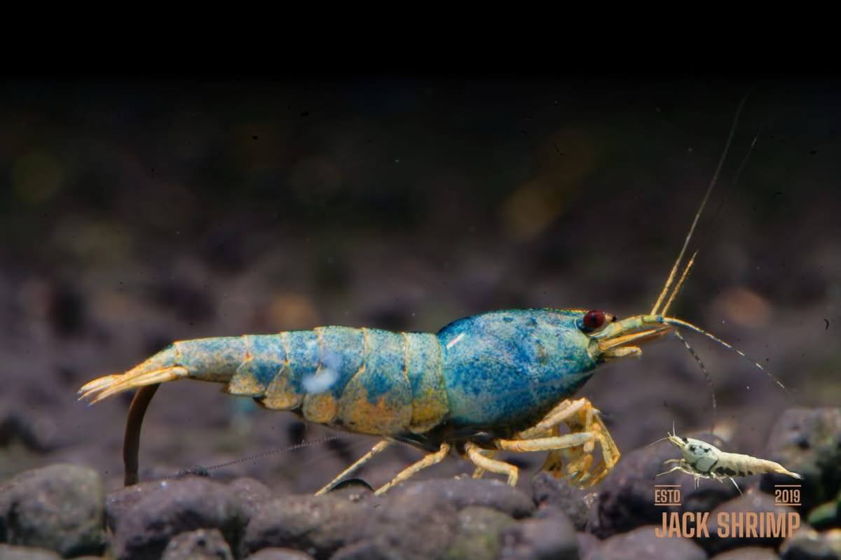 Extreme Blue Bolt Orange Base - Thân xanh galaxy metallic chân cam