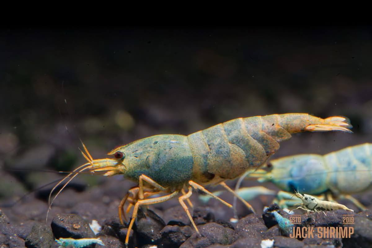 Tép Extreme Blue Bolt Orange Base High Grade - Caridina Taiwan Bee