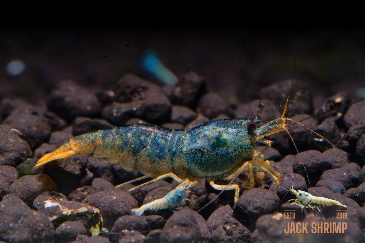 Extreme Blue Bolt Orange Base adult size - Mua tép cảnh cao cấp